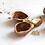 noisette