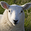 SheeepHead