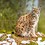 Smilylynx